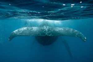 whales kitesurf tonga
