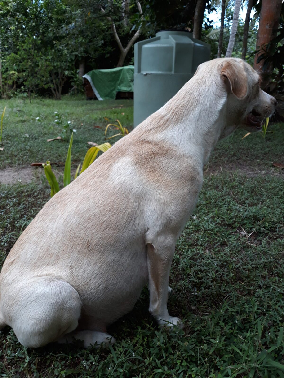 tinkerbell