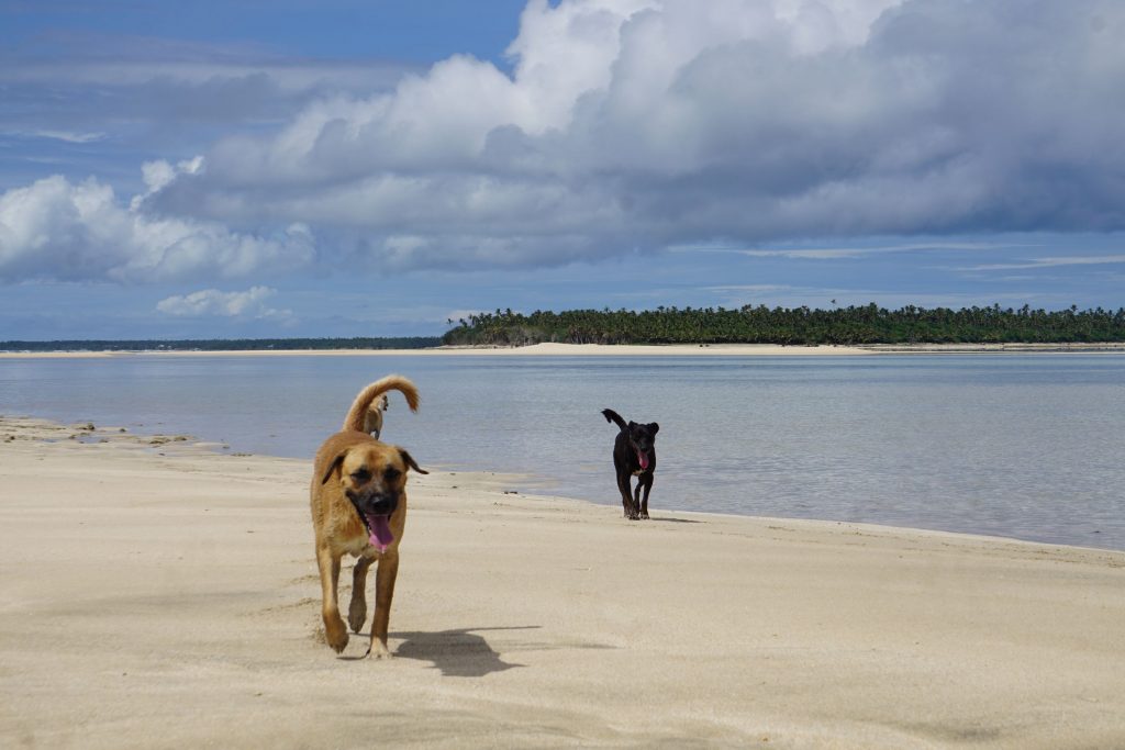 Dogs @kitesurftonga