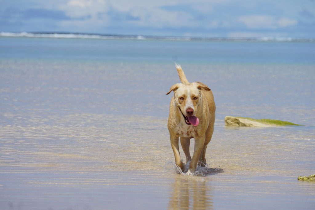 Dogs @kitesurftonga