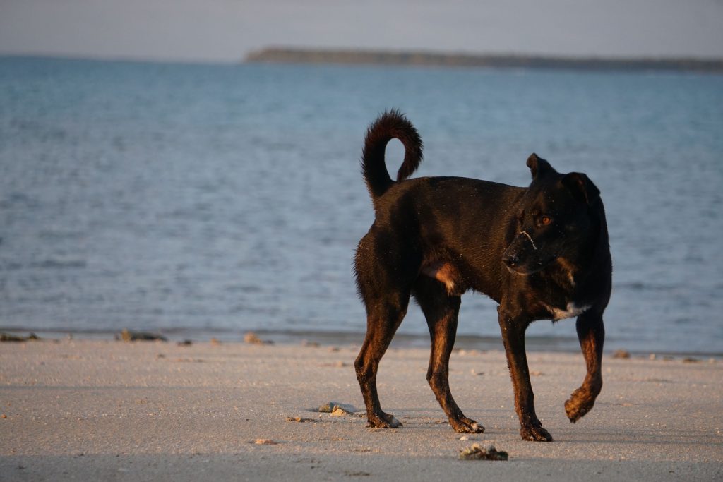 Dogs @kitesurftonga