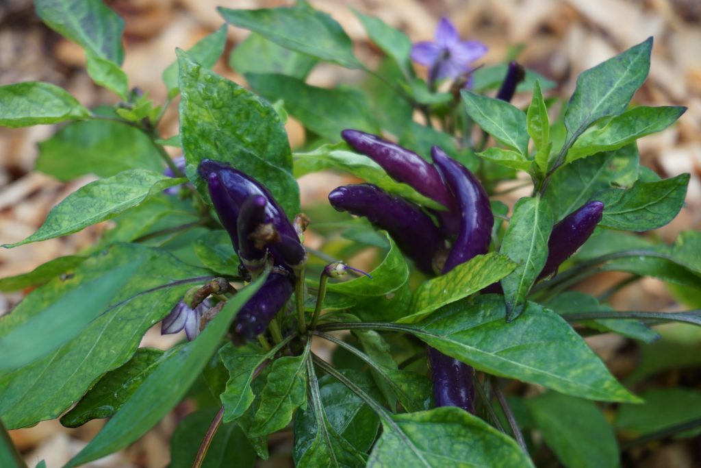 Veges @kitesurftonga