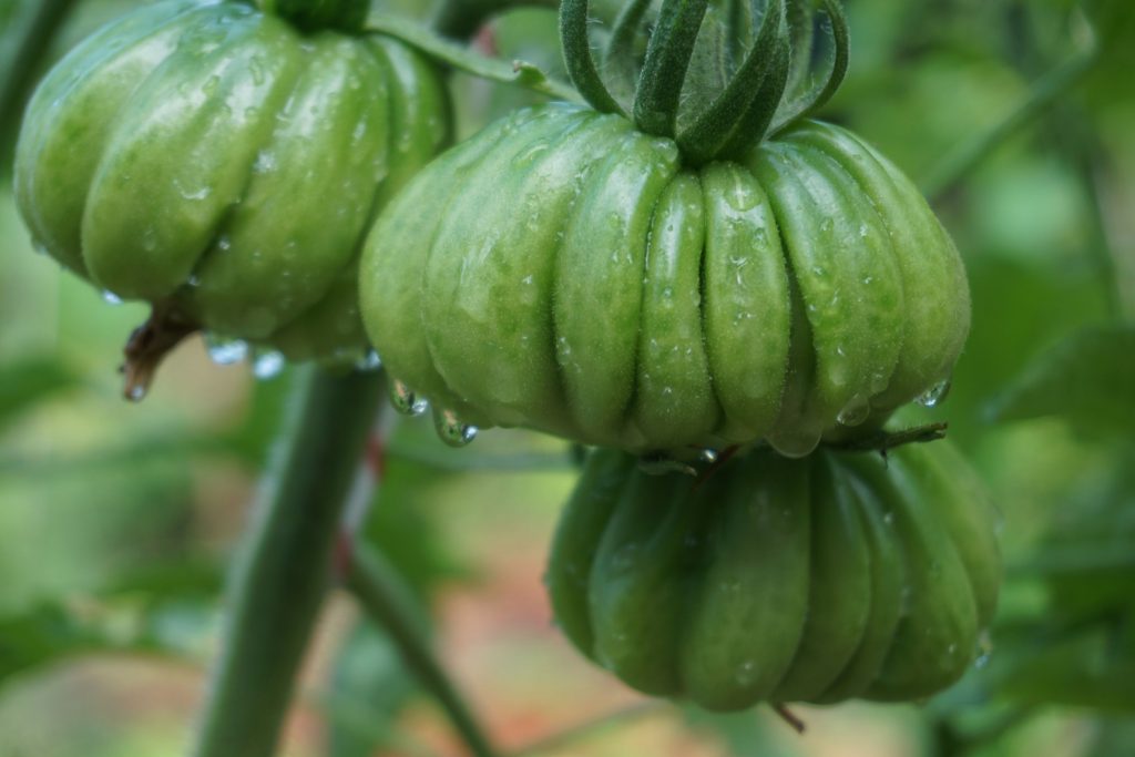 Veges @kitesurftonga