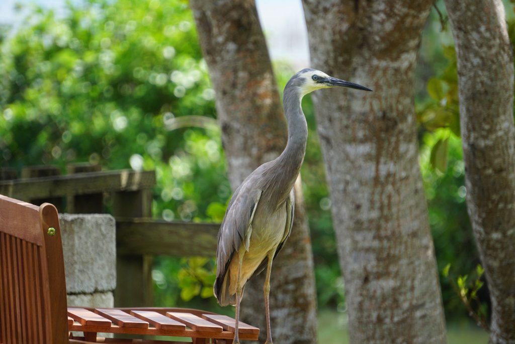 Birds @kitesurftonga