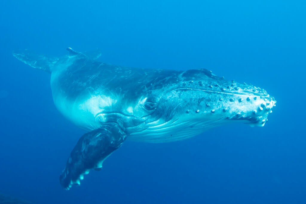 swimming with whales in Tonga